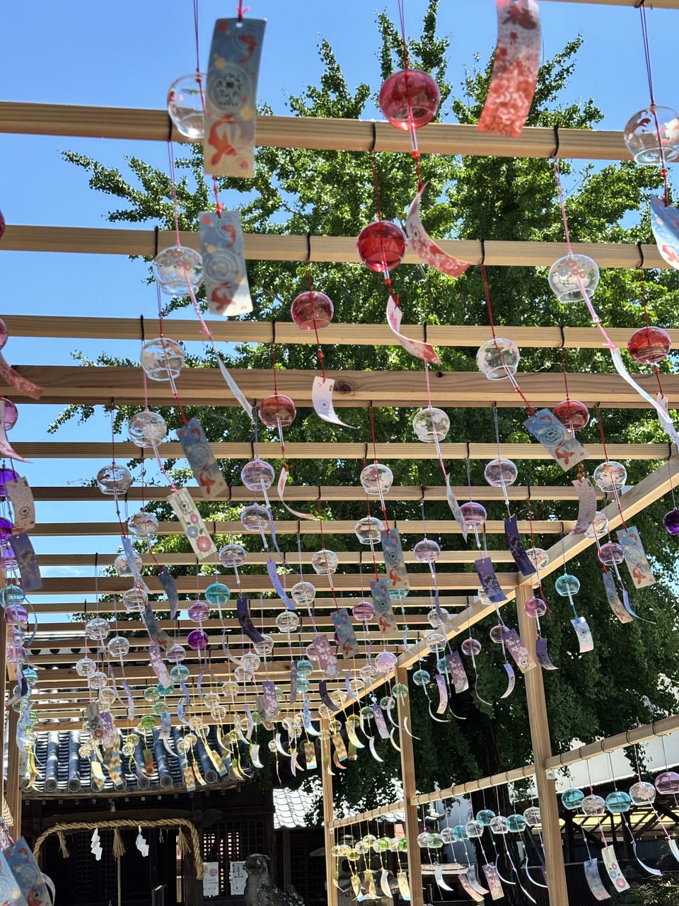 今年も風鈴の季節がやってきました｜佐賀市歴史民俗館